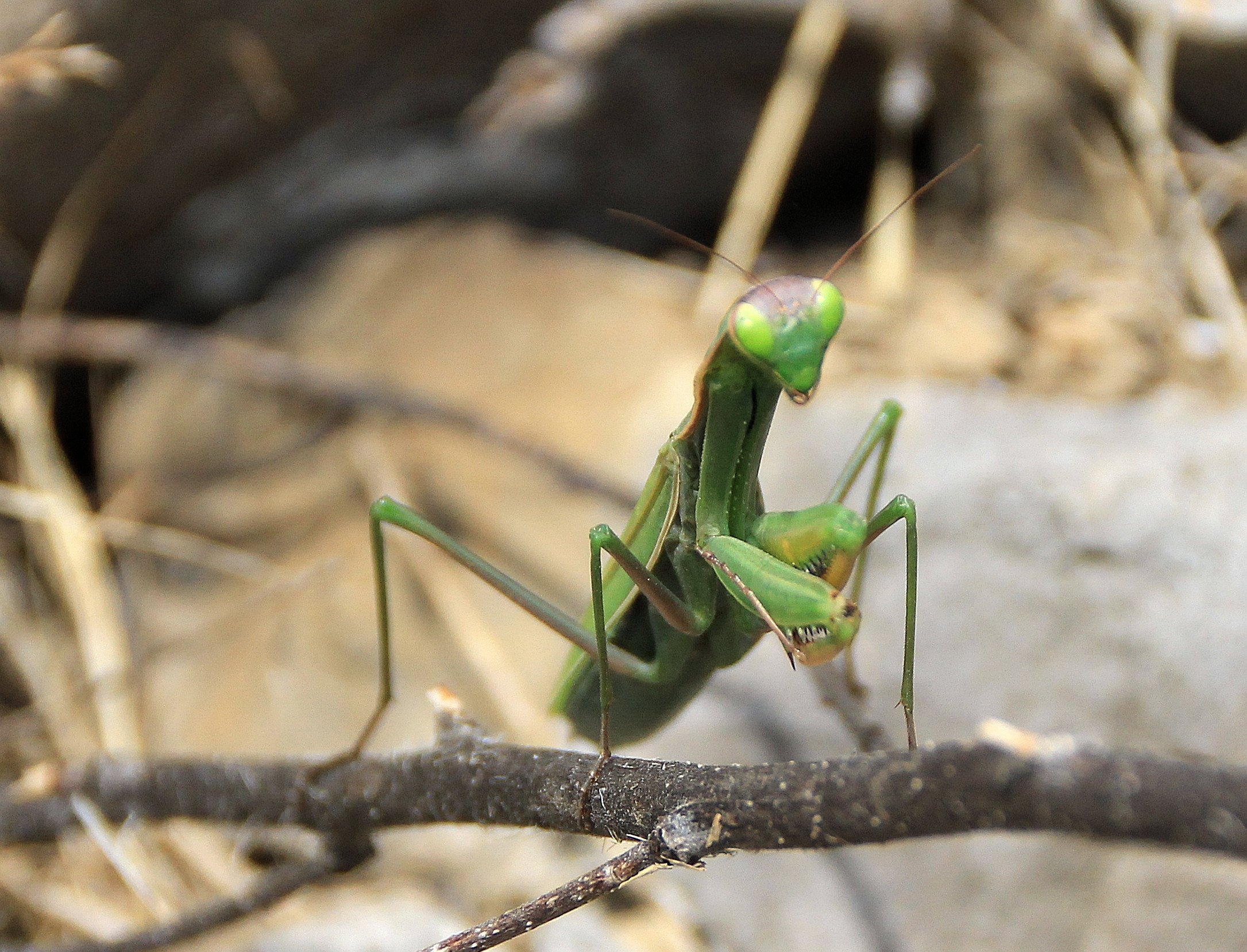 praying mantis