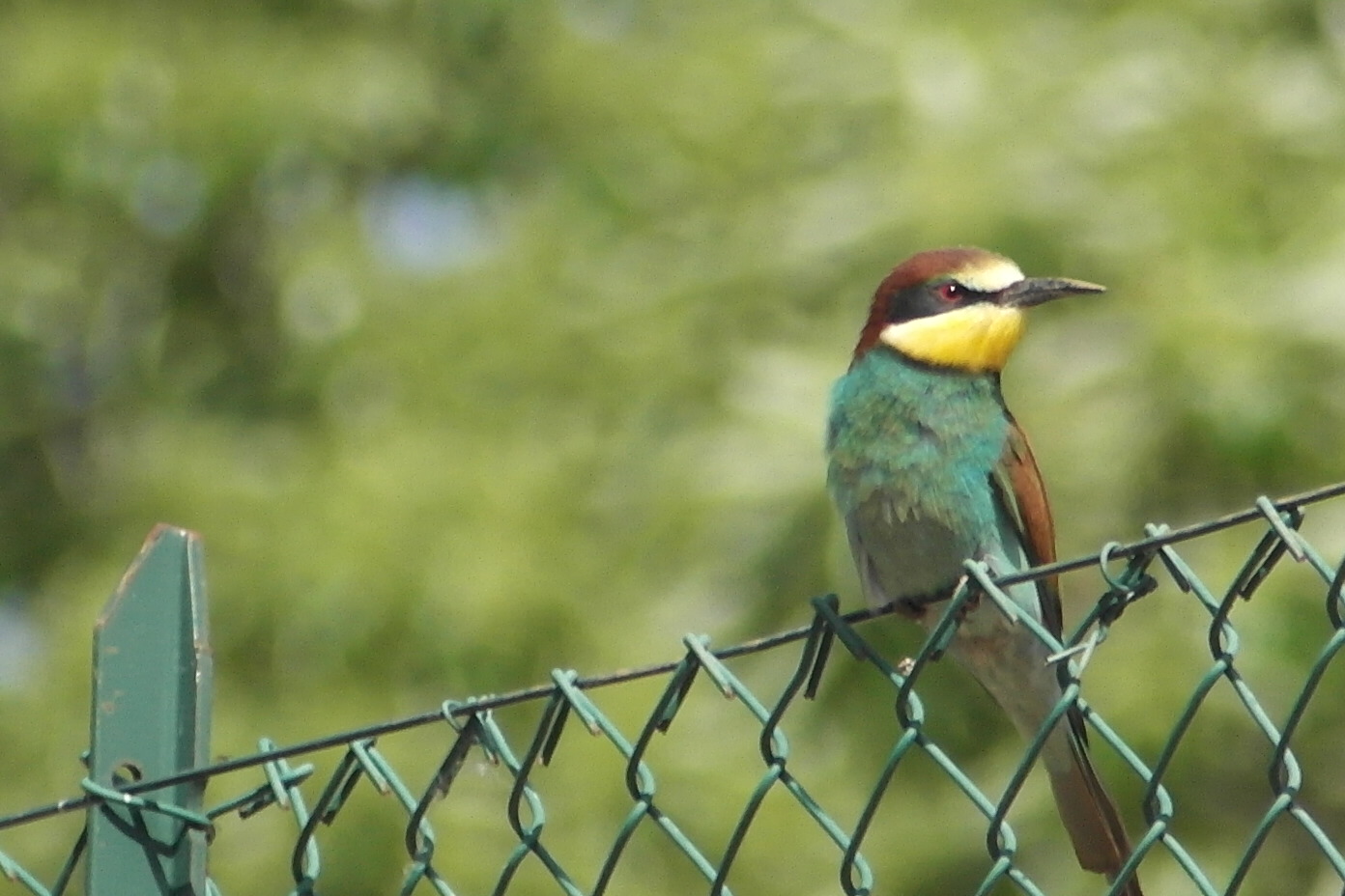 bee-eater