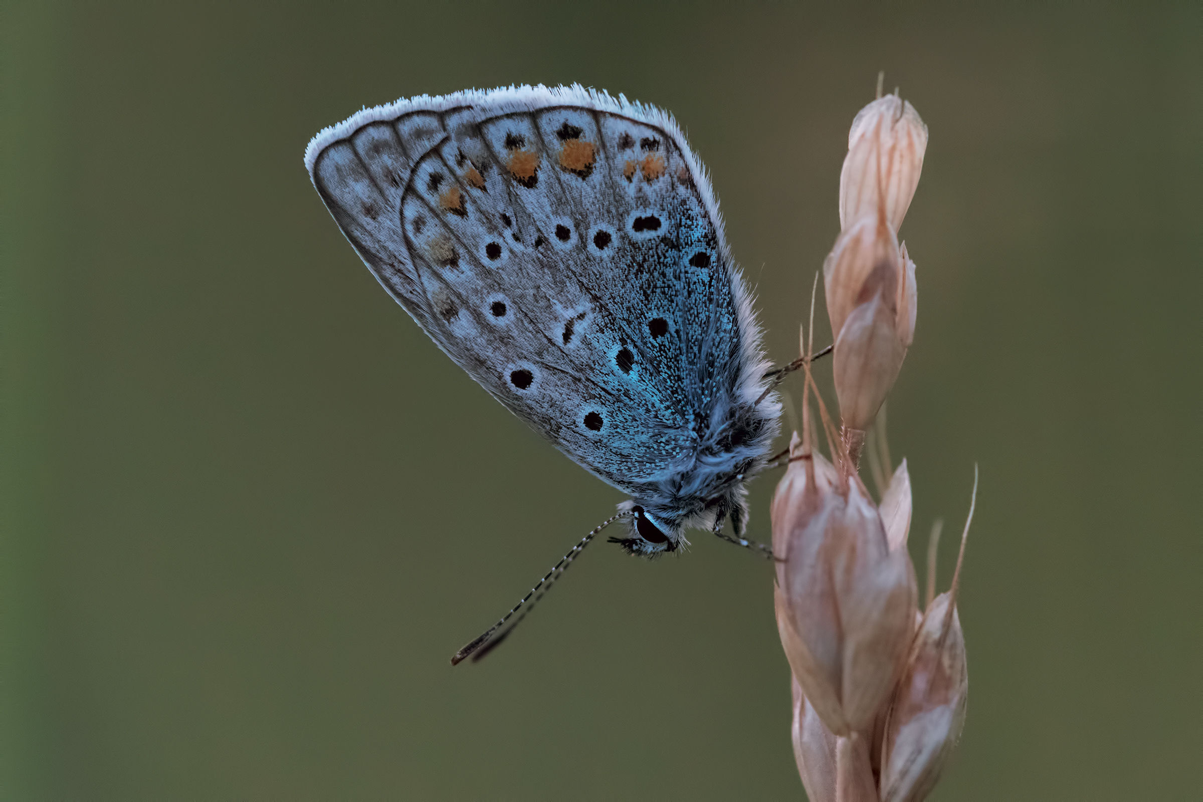 Polyommatus icarus