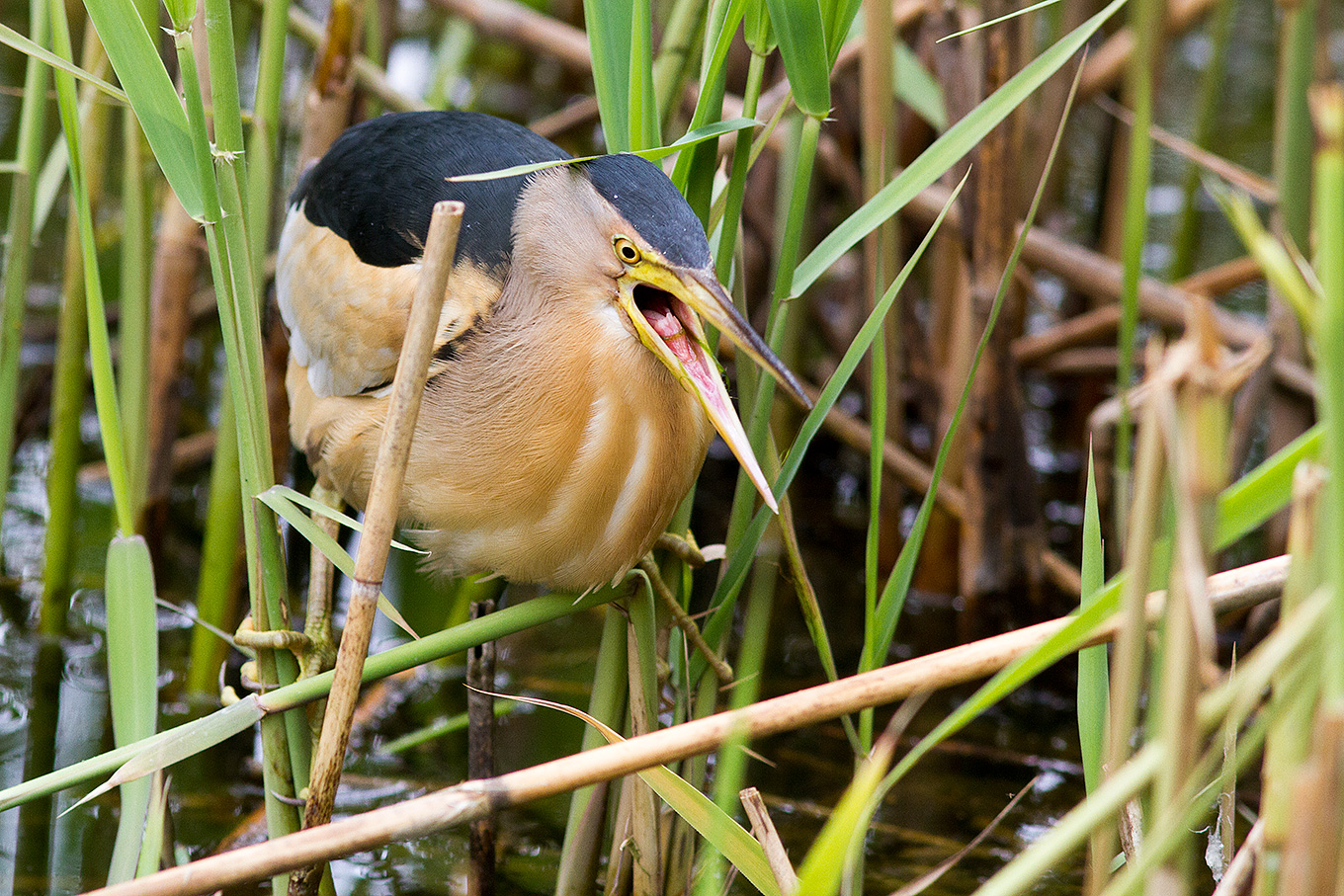 Male Little Bittern