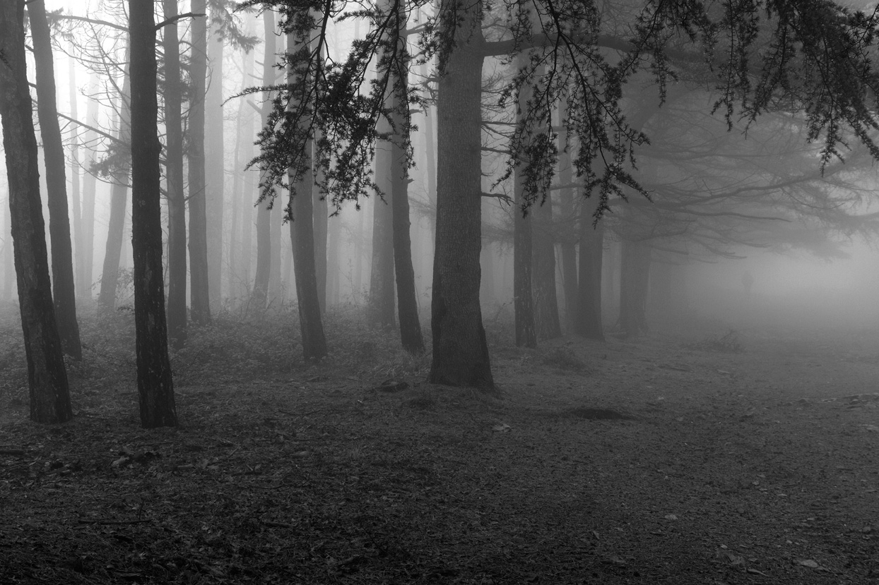 Primavera con la nebbia