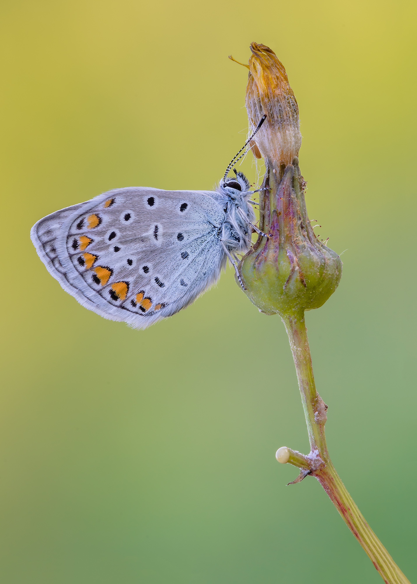 Polyommatus icarus