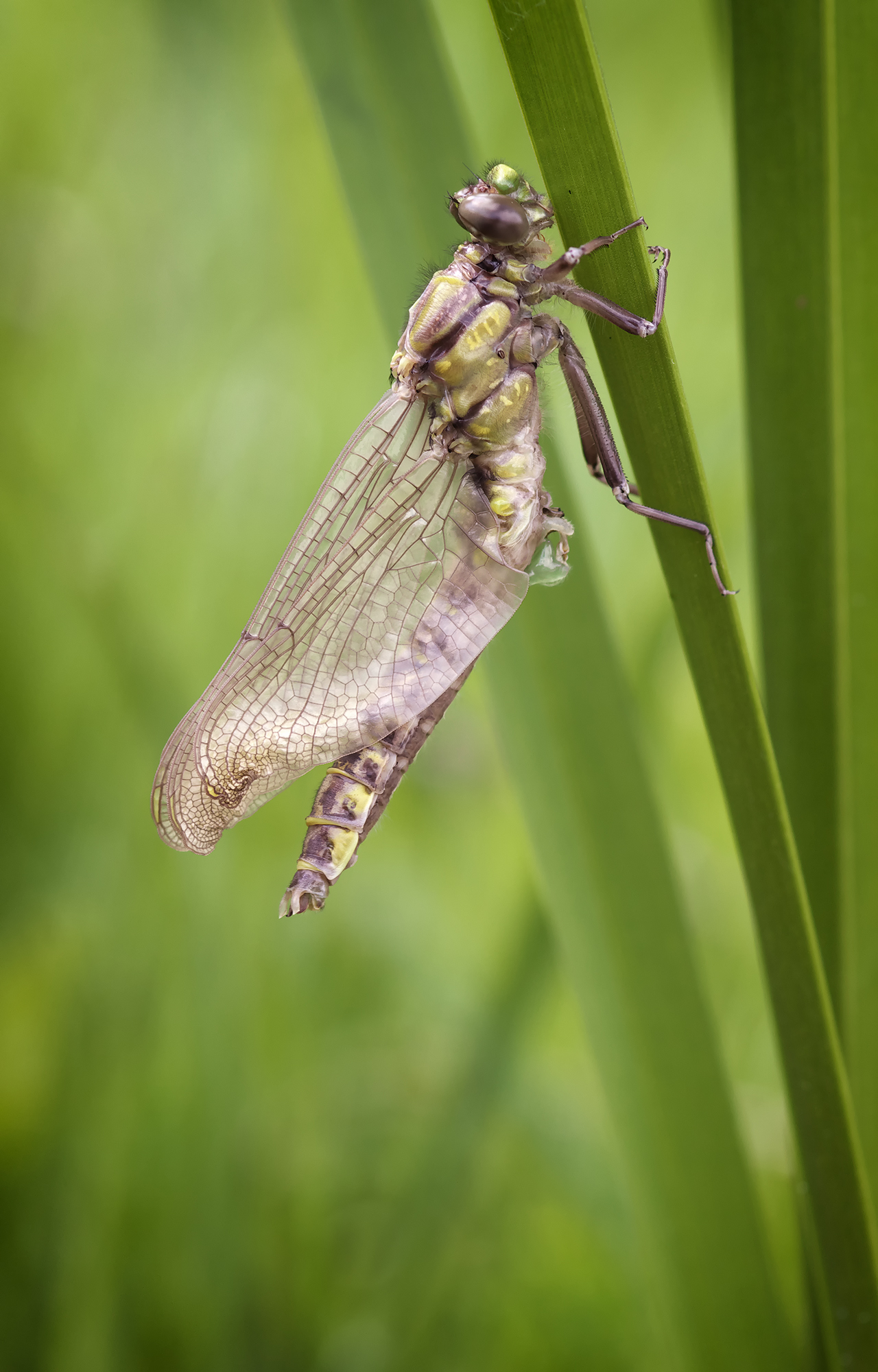 Da qualche parte vicino al lago