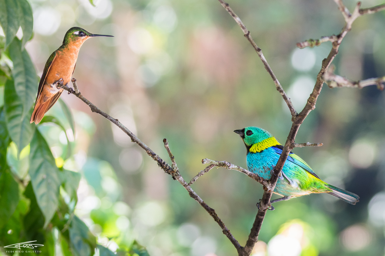 Brazilian Rubi (female) and Saira Sete Cores compare