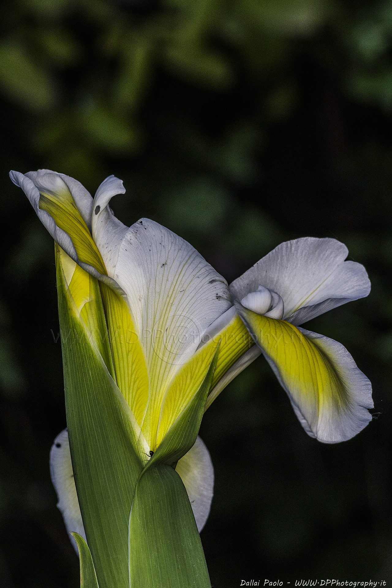Iris