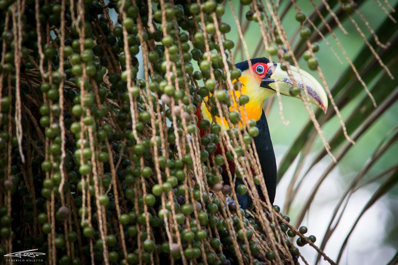 Hidden Treasure (Tucano-de-bico-green)