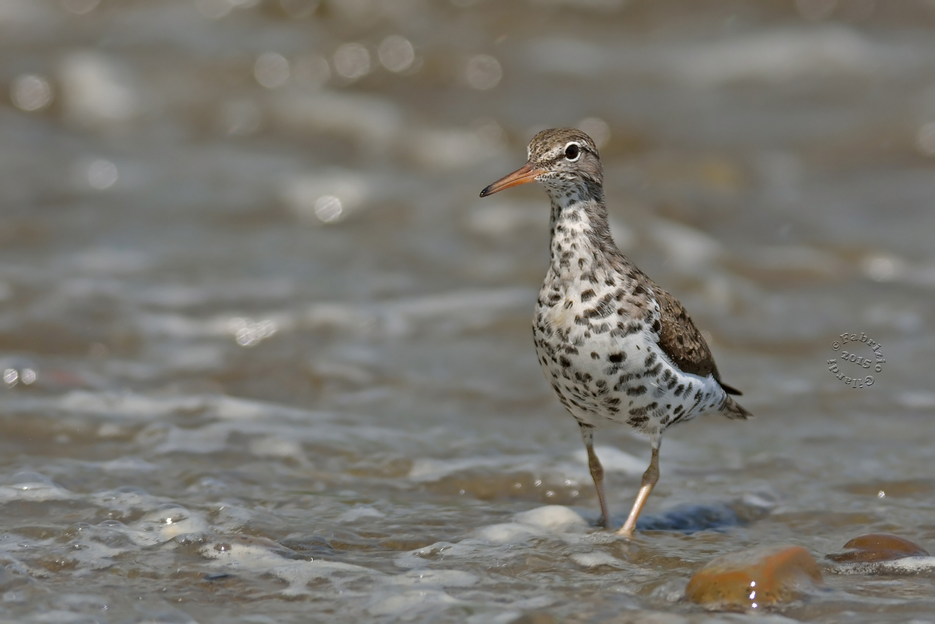 Tailed Sandpiper (Bartramia longicaudia)