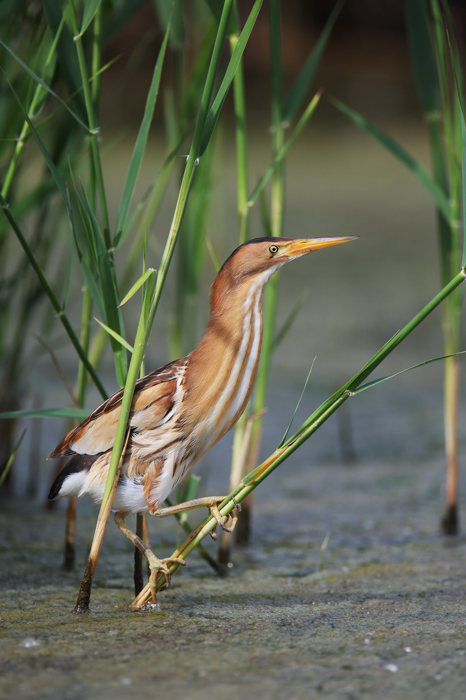 Bittern