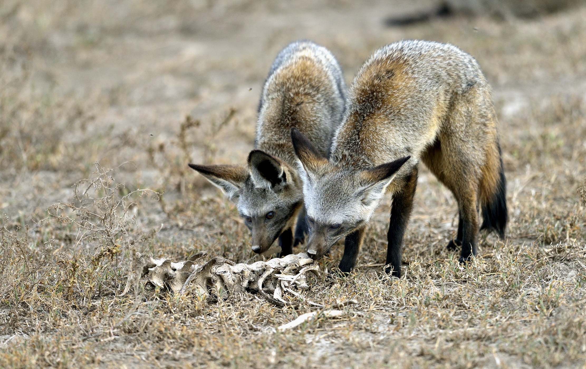 Tanzania 2015 - Otocioni