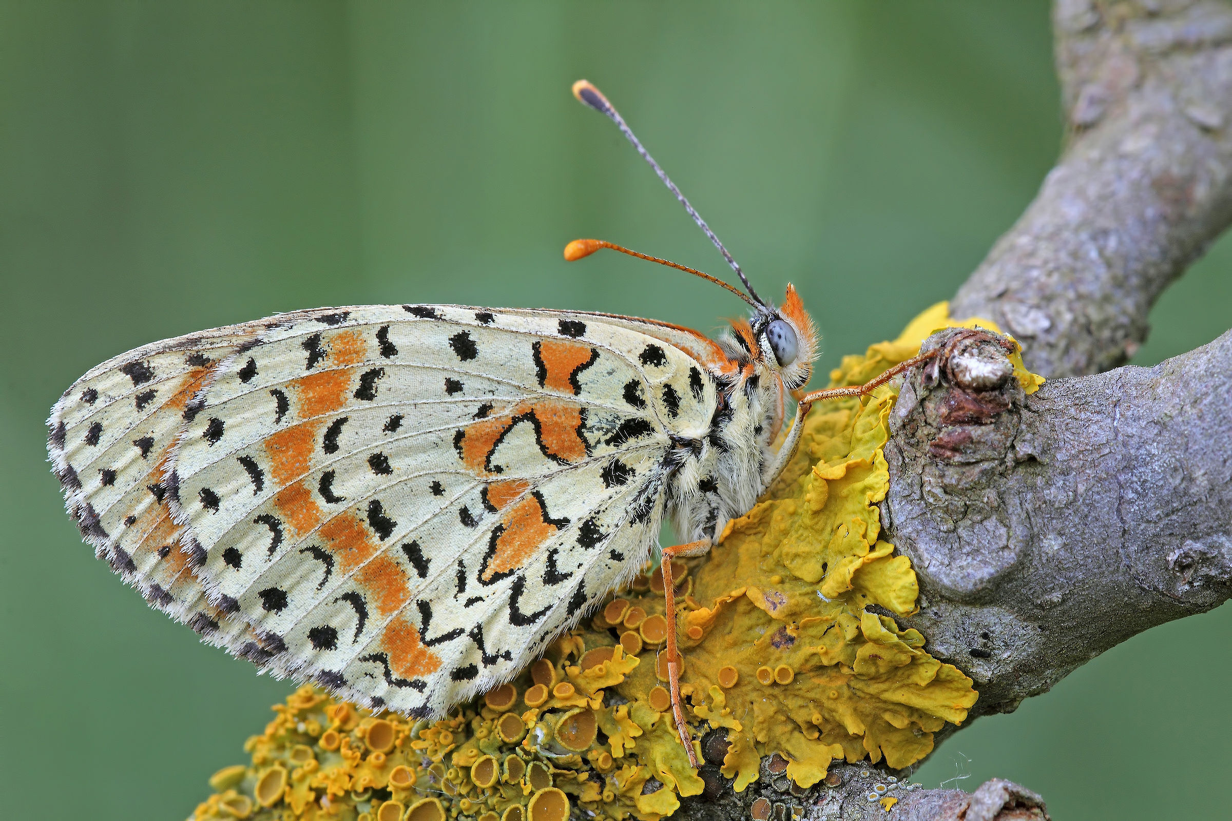 Nestled gently ... !!!