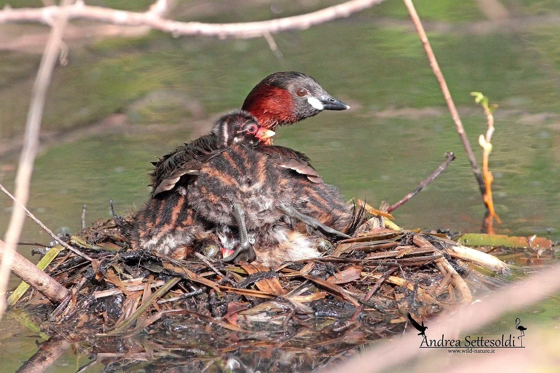 Tuffetto con piccoli