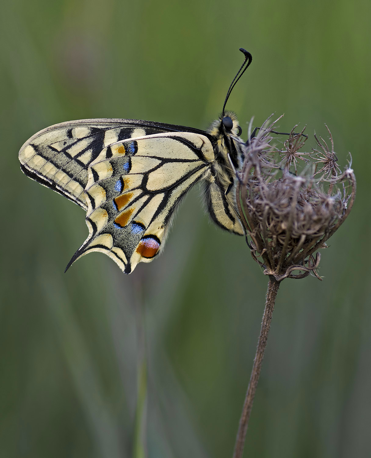 Papilio Machaon