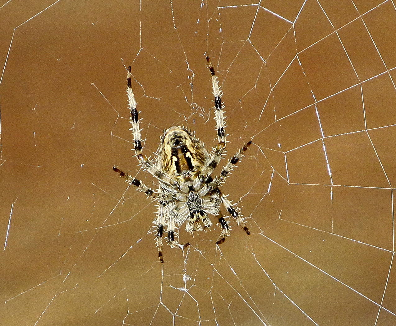 Wanted suggestion for classification