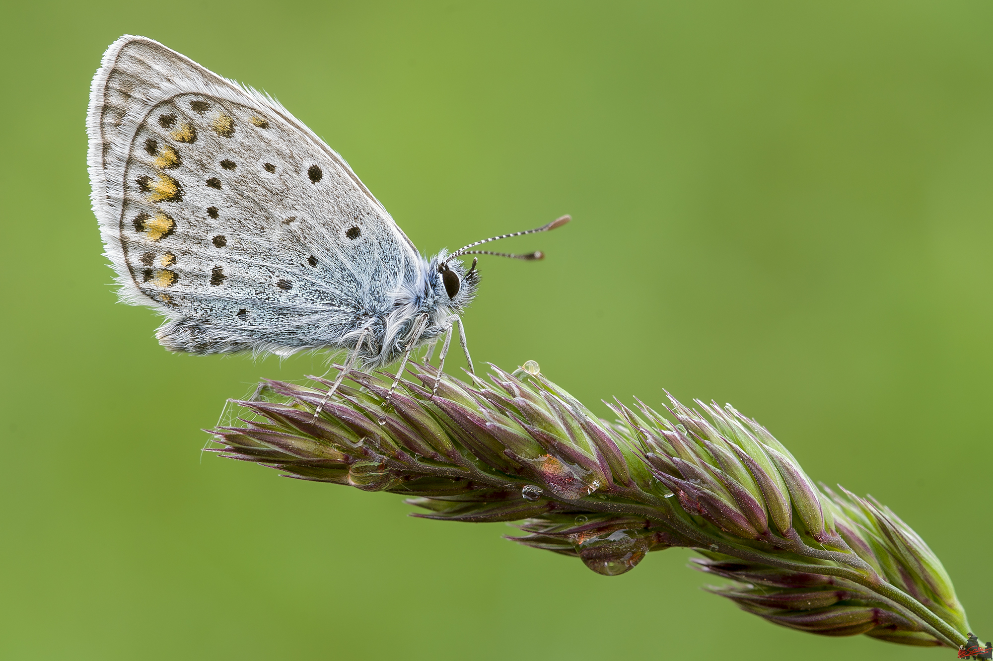 Polyommatus icarus 2