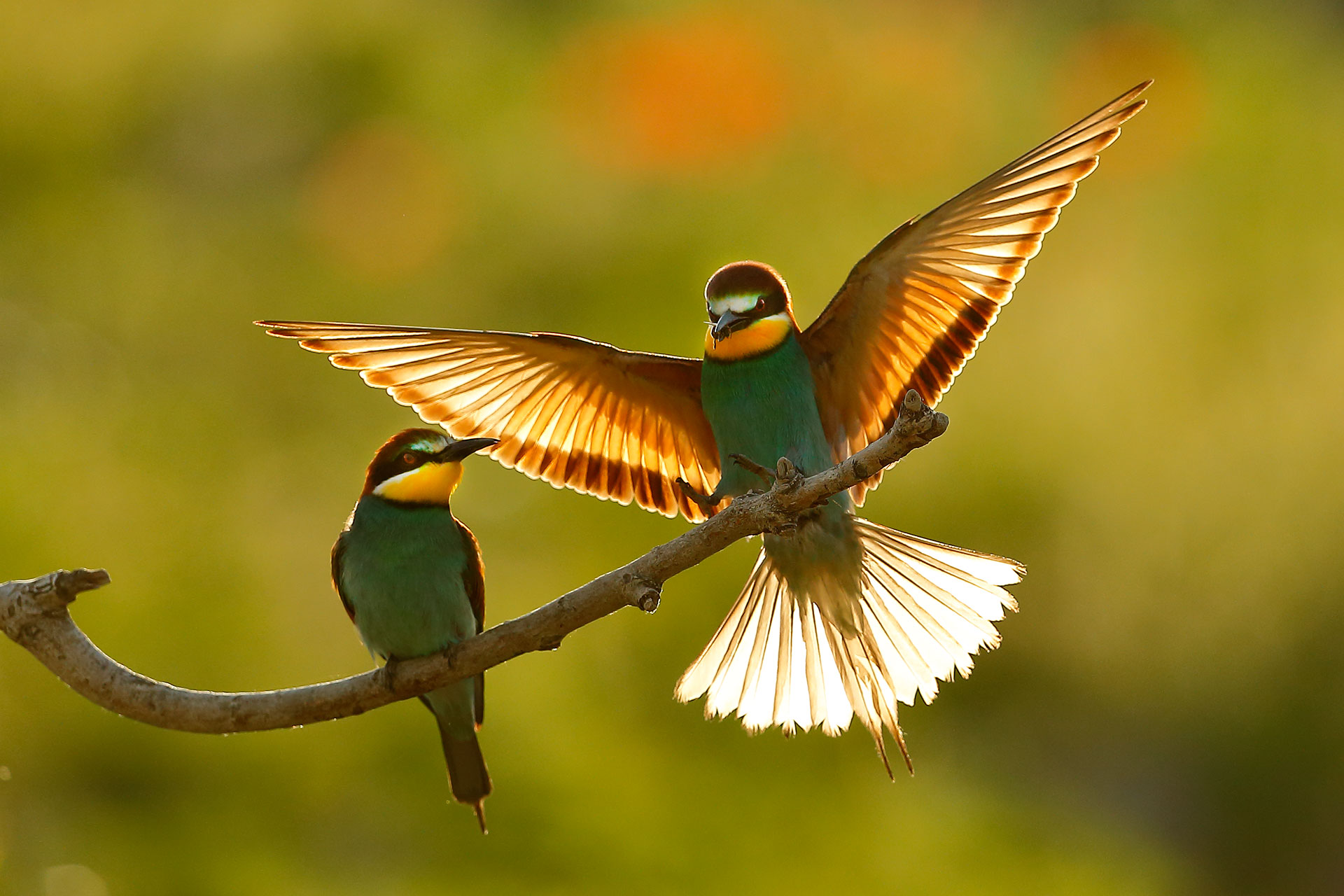 Gruccioni. le prime luci...
