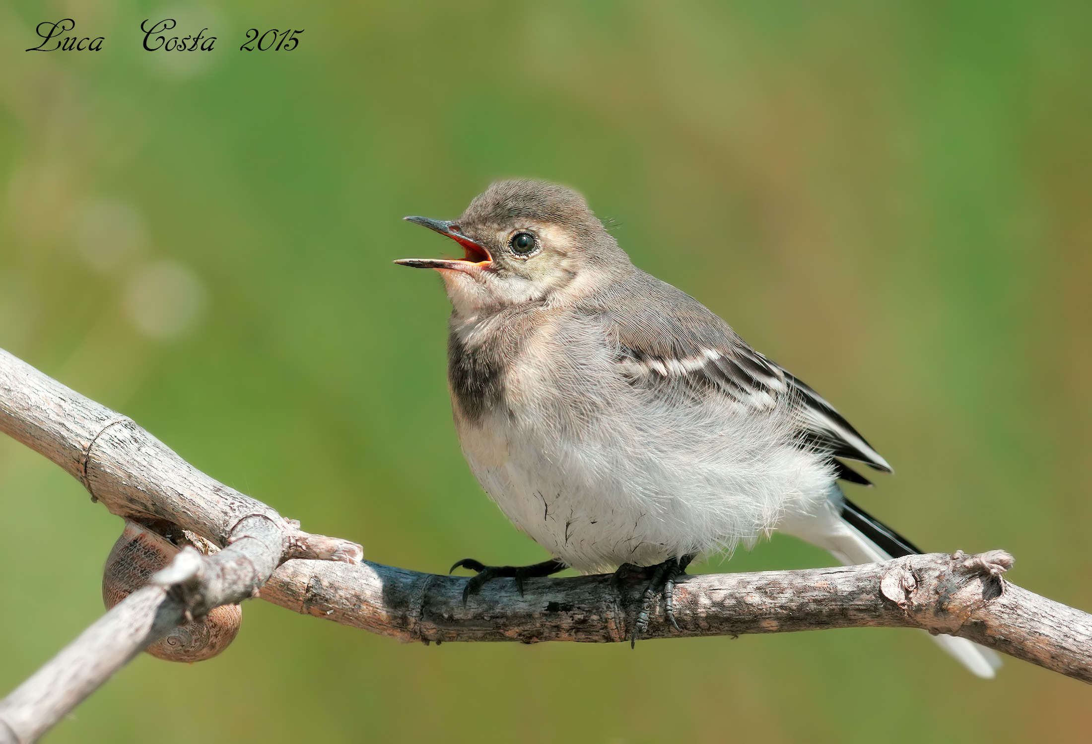 Piccolo di Ballerina Bianca