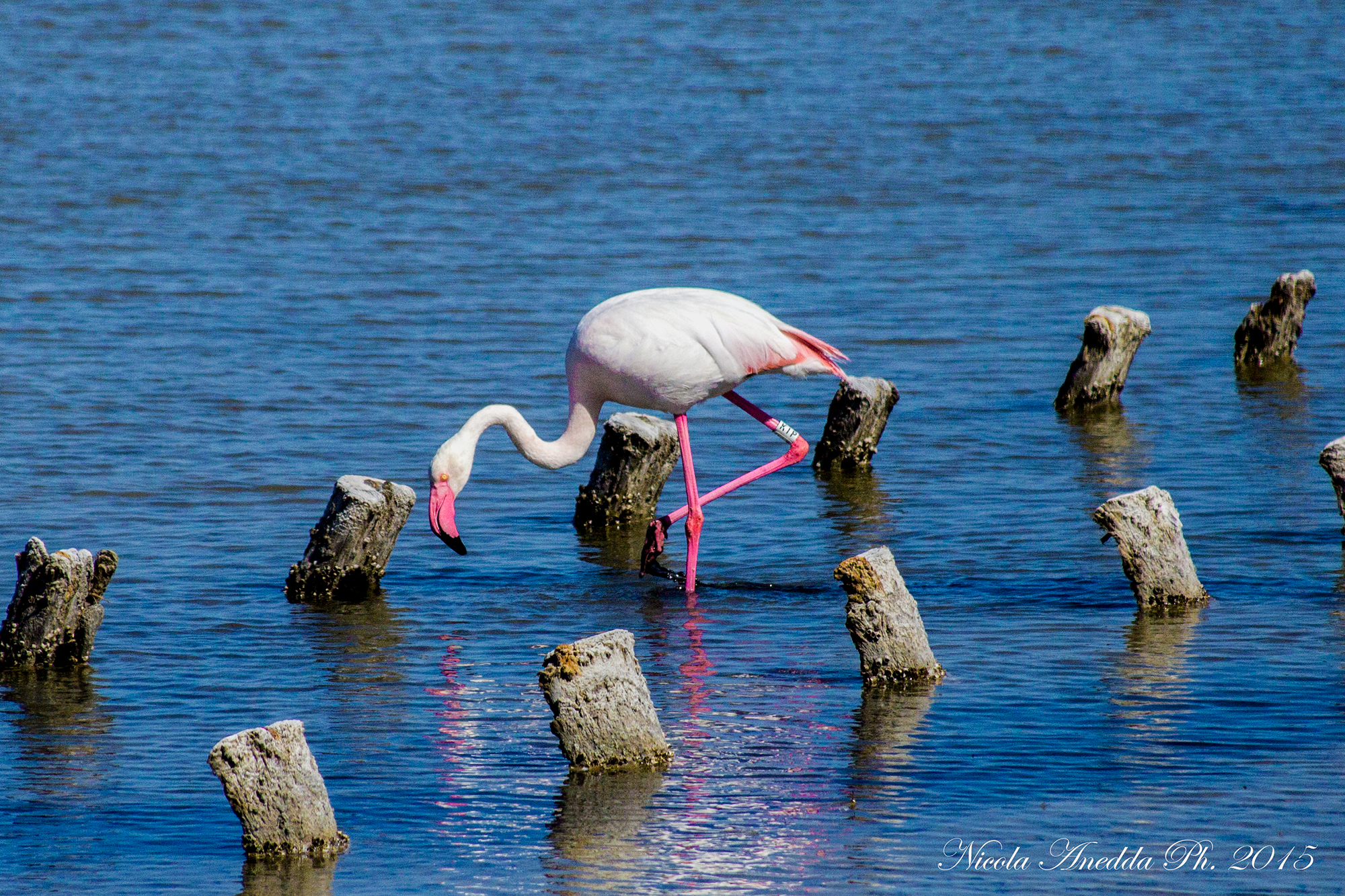 fenicottero rosa a molentargius