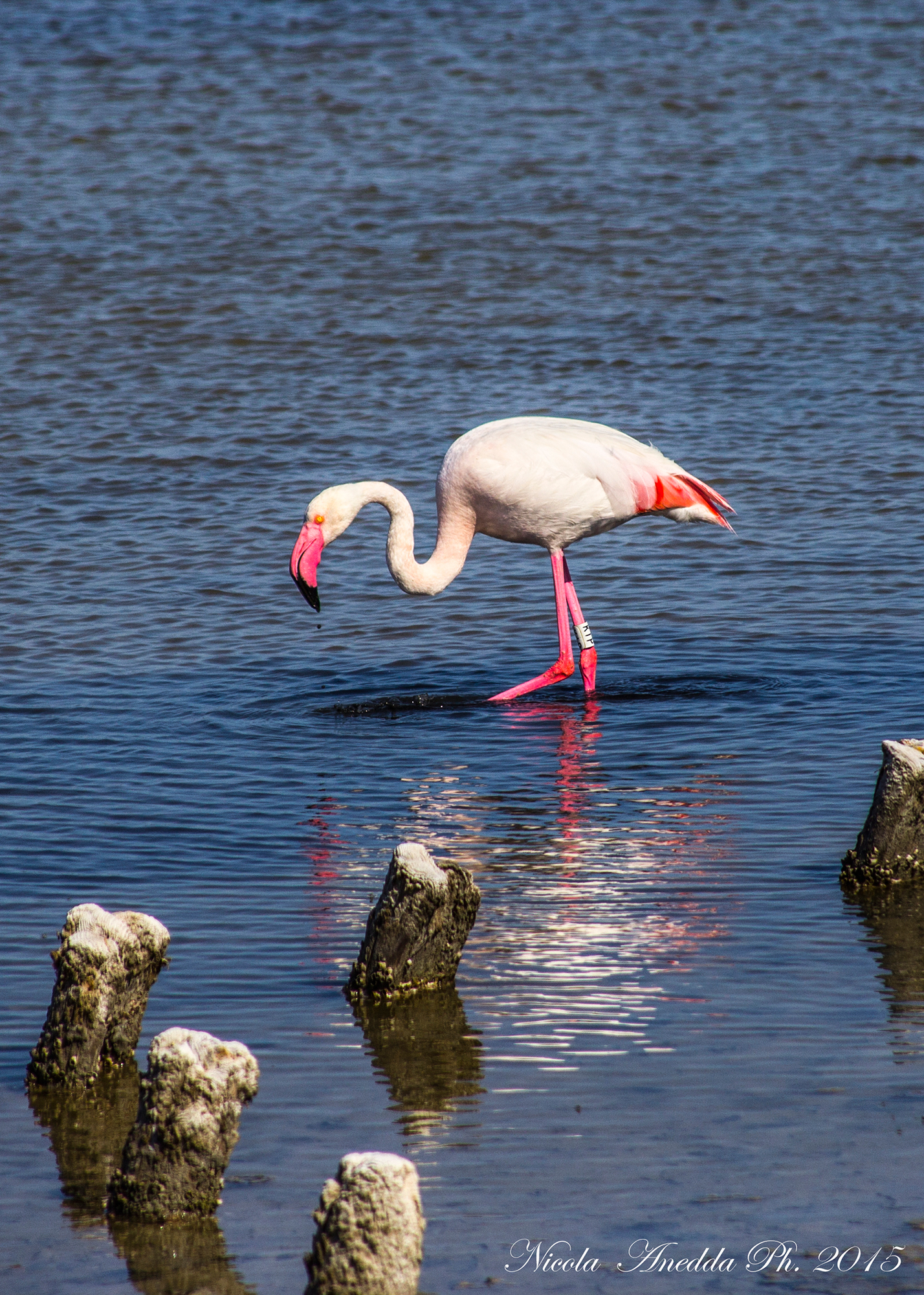 pink flamingo in molentargius