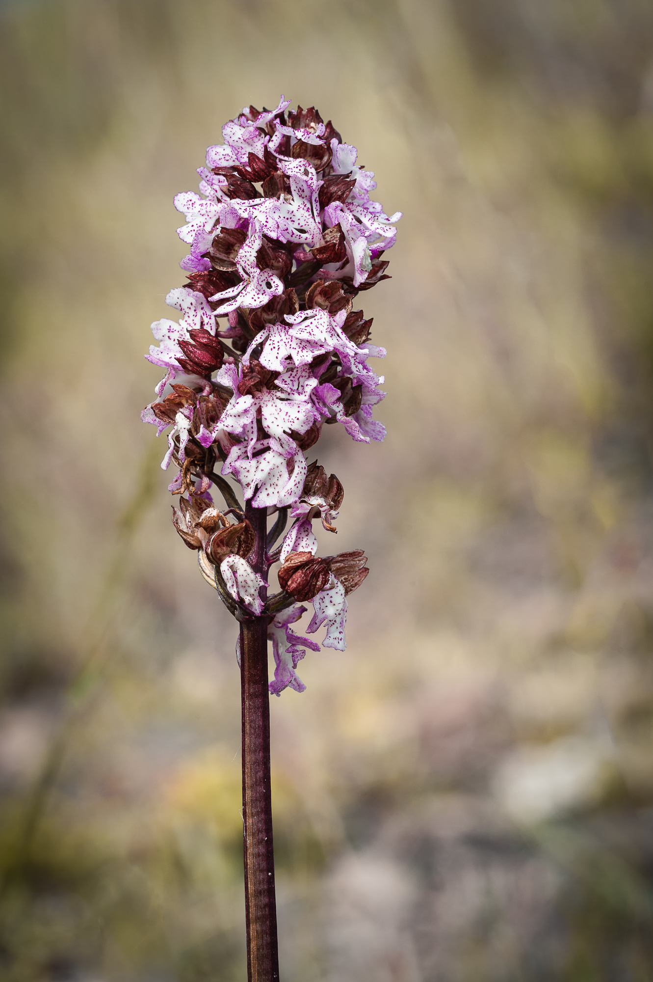 Orchis purpurea