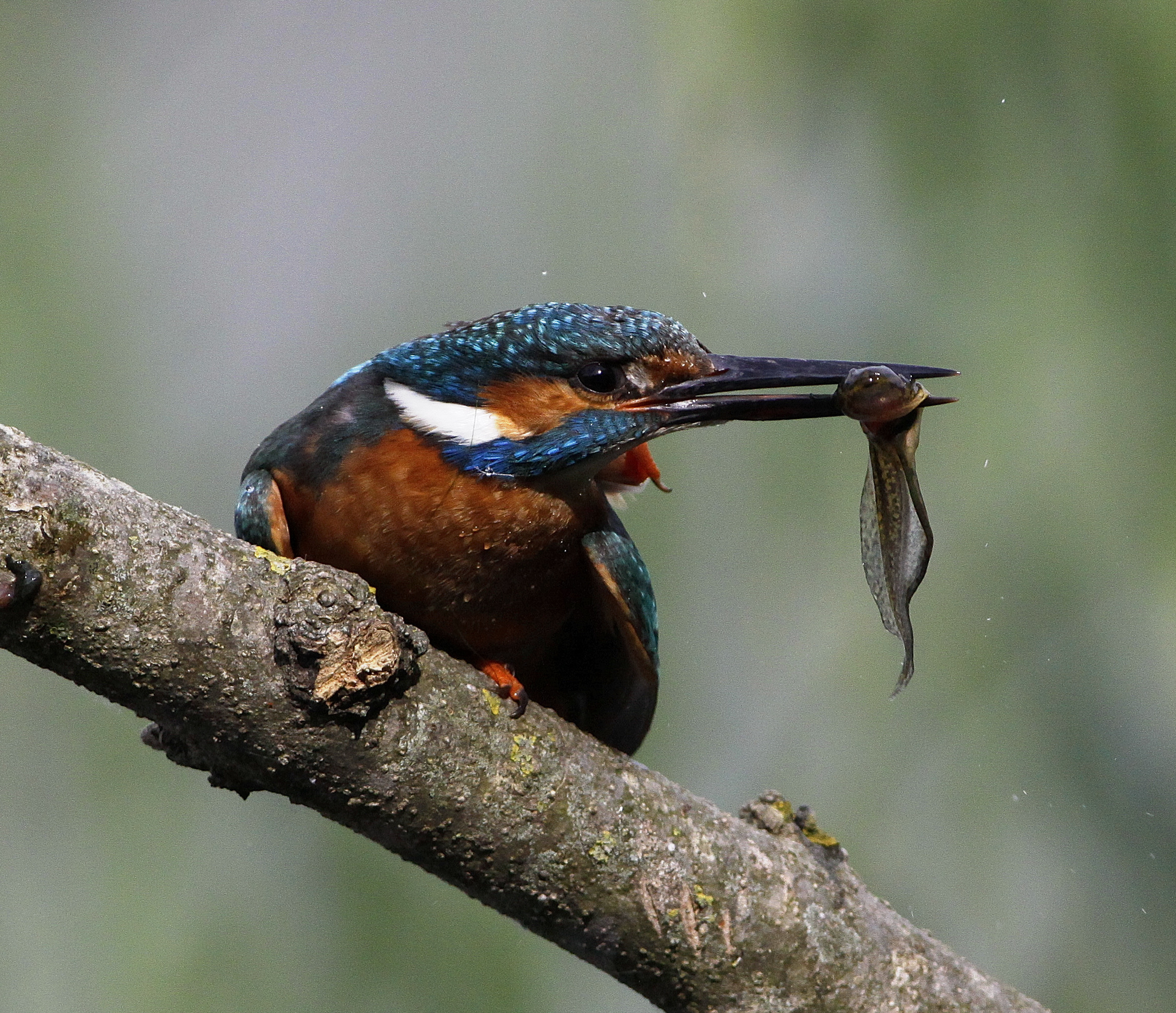 the noble death of a tadpole to frog