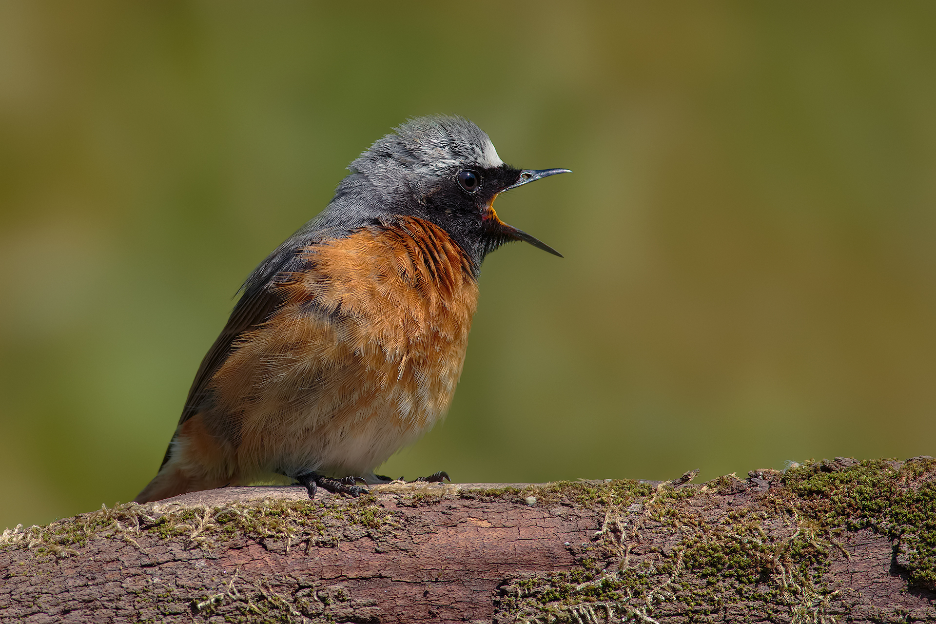 The Scream by Munch ...