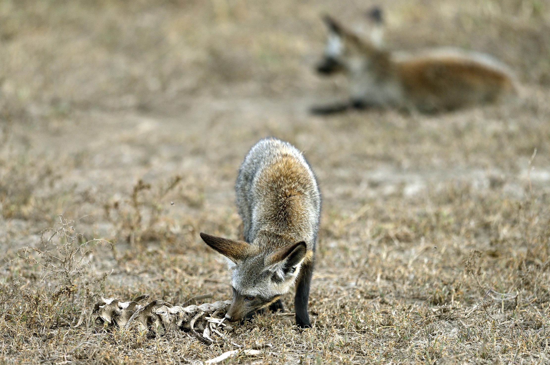 Tanzania 2015 - Otocioni