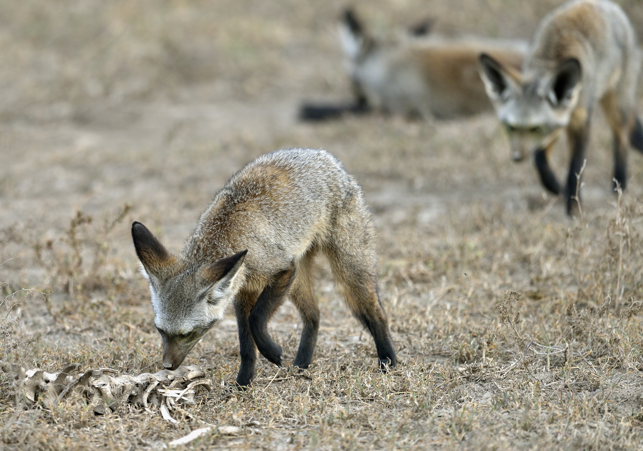 Tanzania 2015 - Otocioni