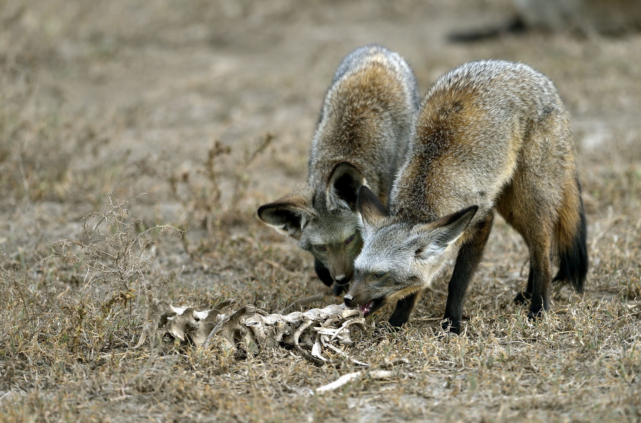 Tanzania 2015 - Otocioni