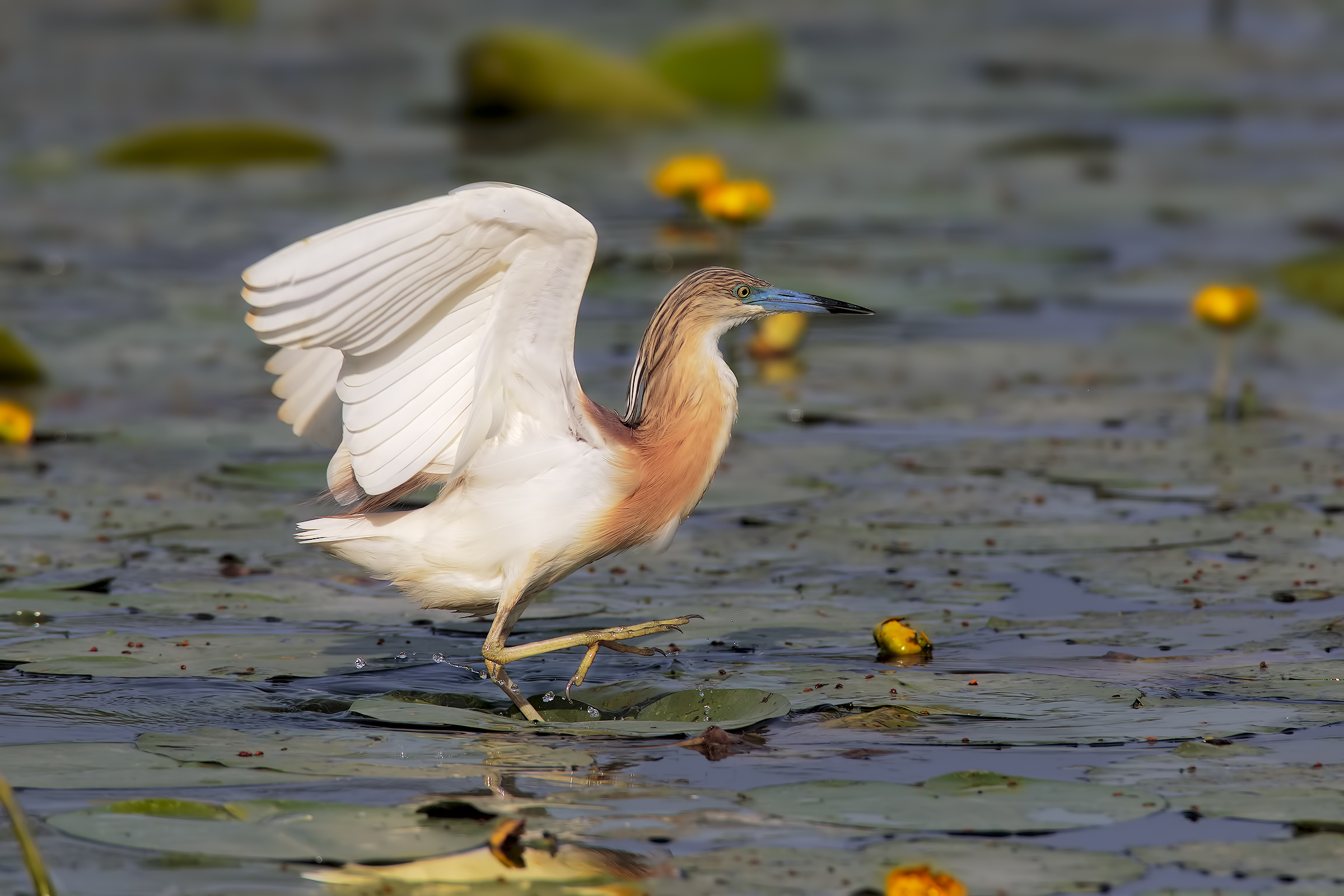 l'insostenibile leggerezza...