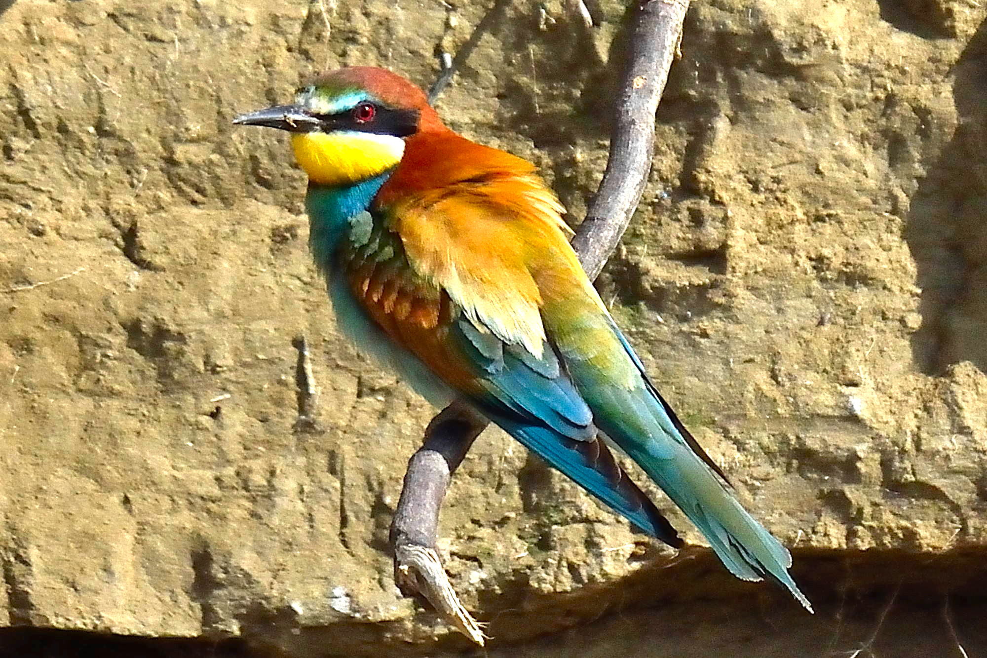 bee-eater