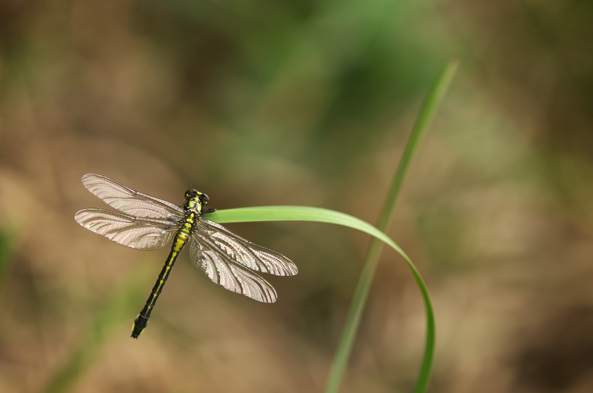 Nella natura selvaggia
