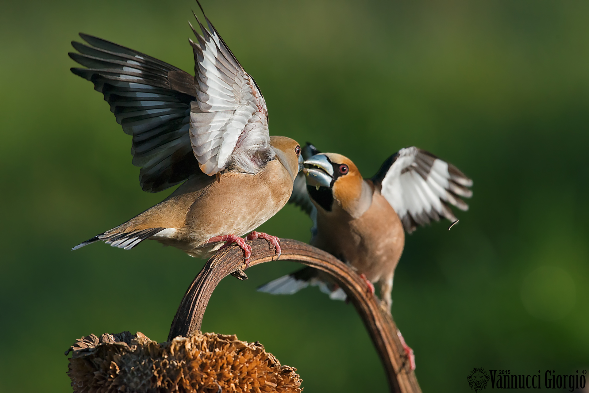 Hawfinches