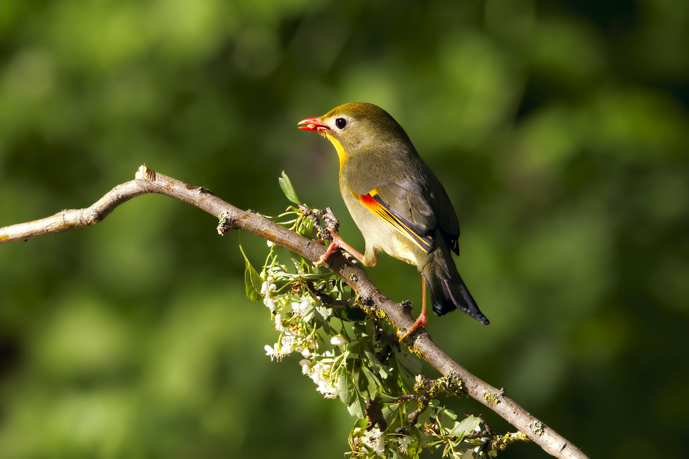 nightingale of Japan