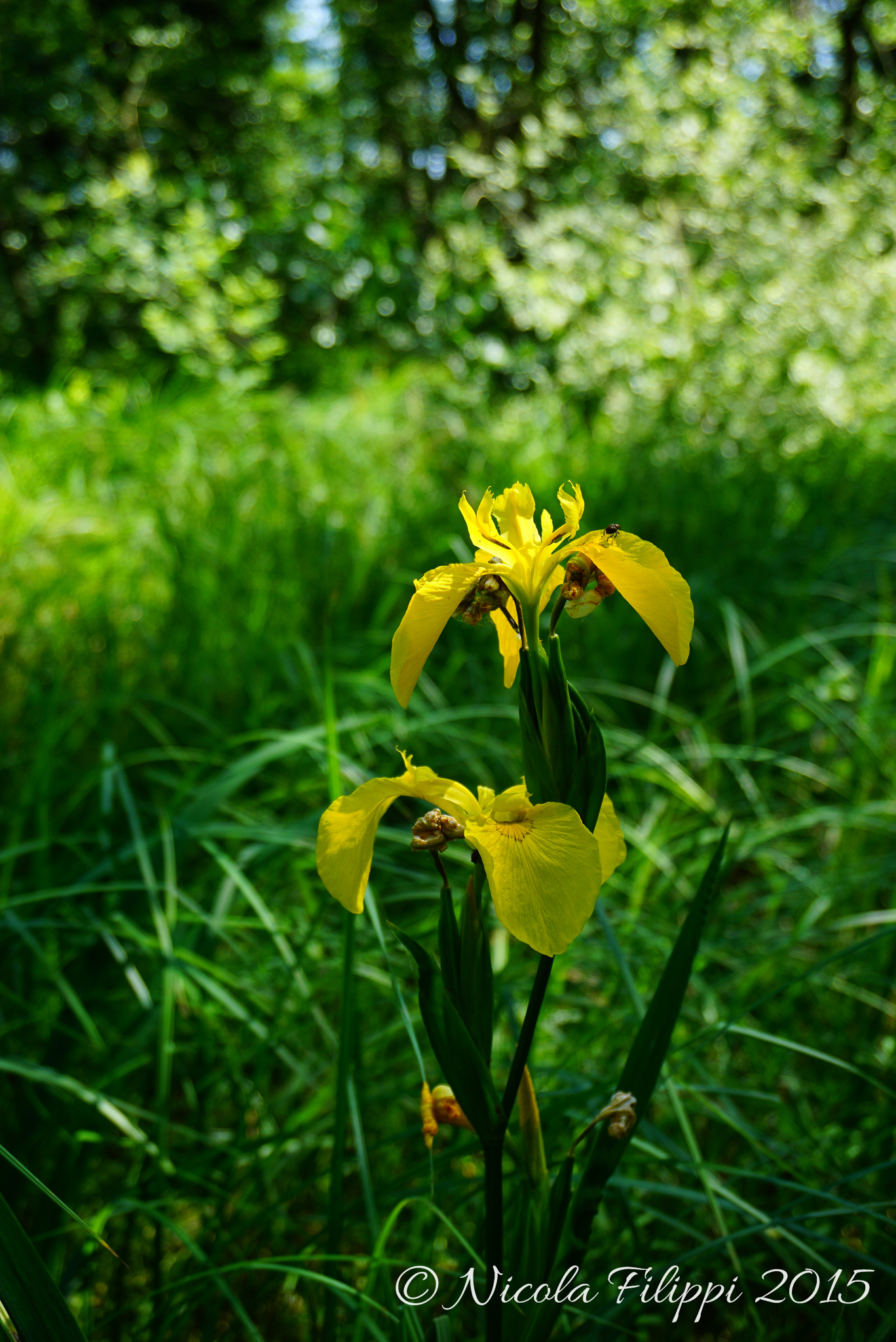 Iris yellow