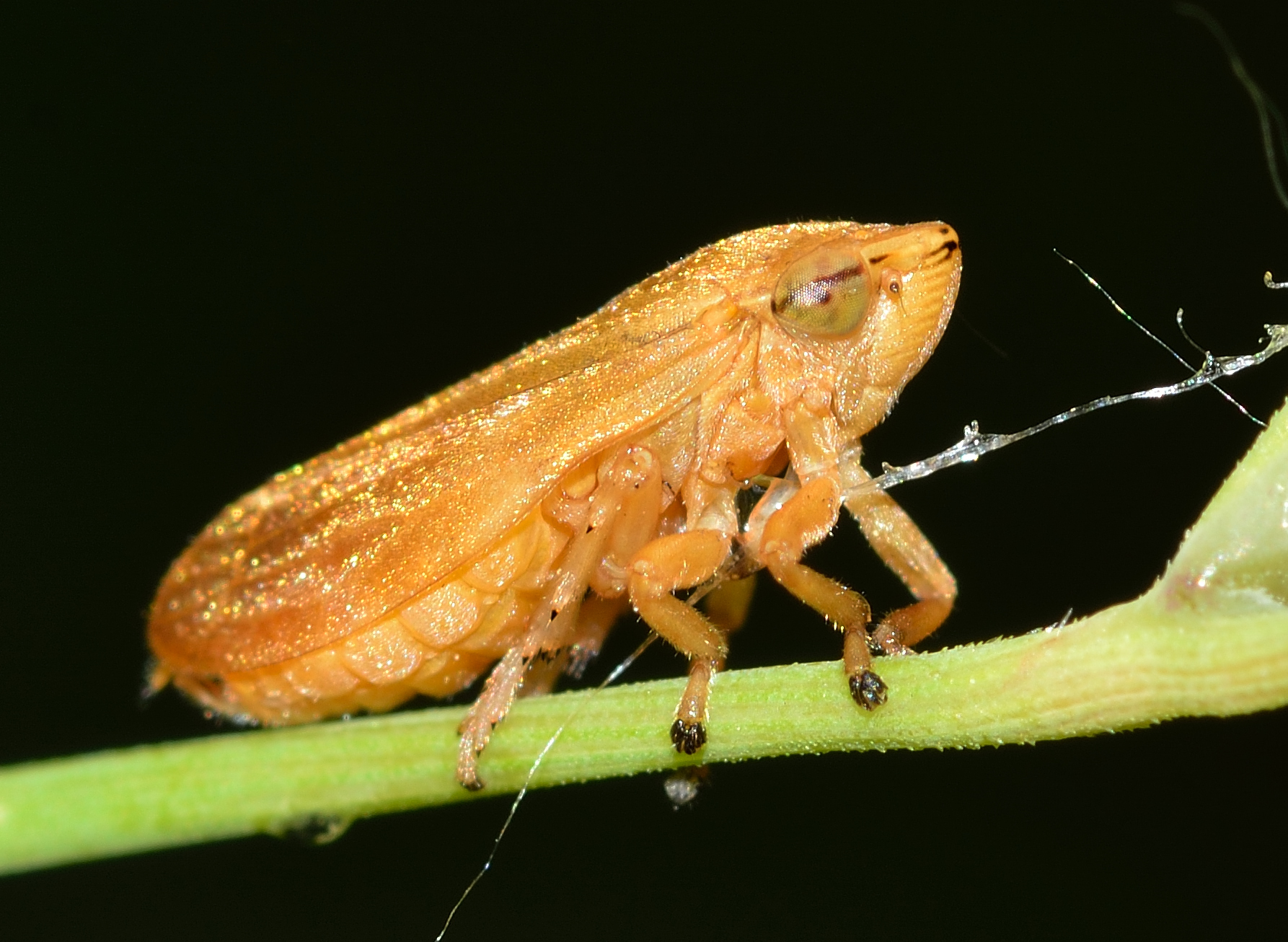 Cicadella