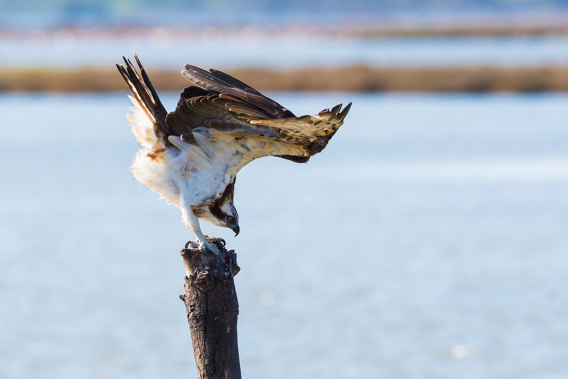 Stretching pre-takeoff