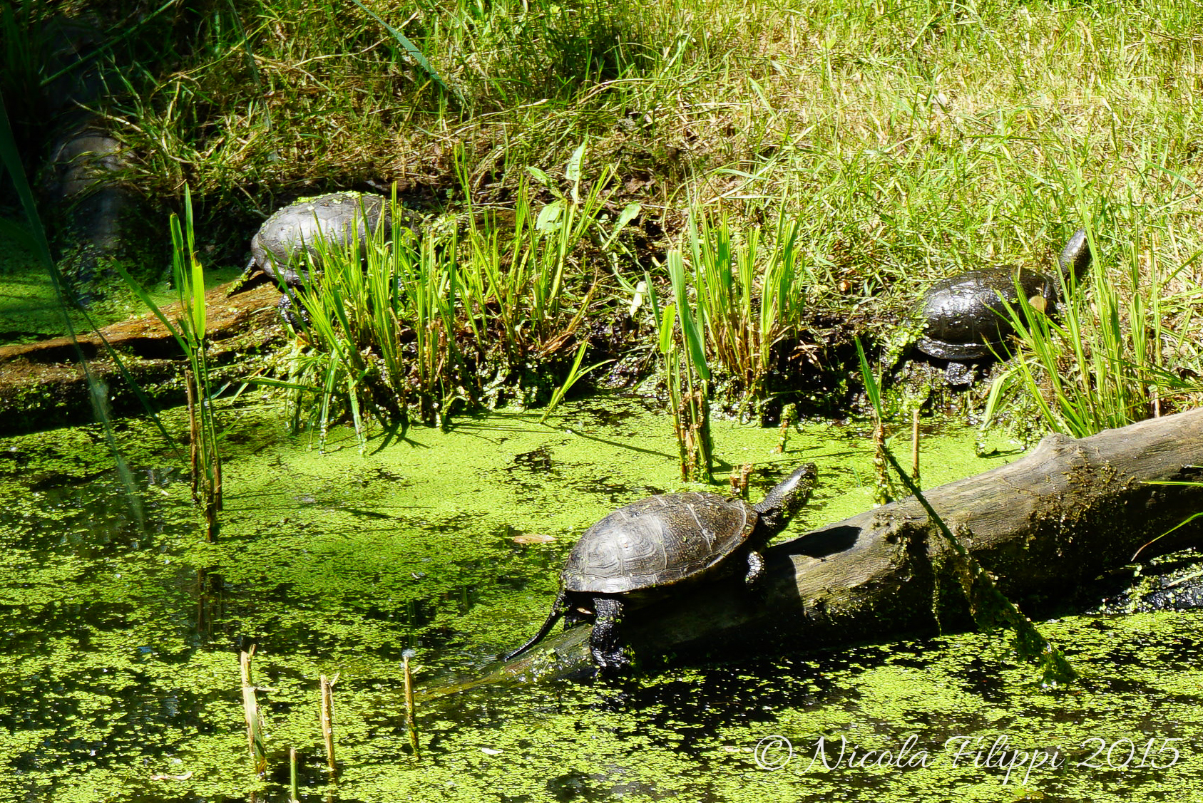 Turtles marsh