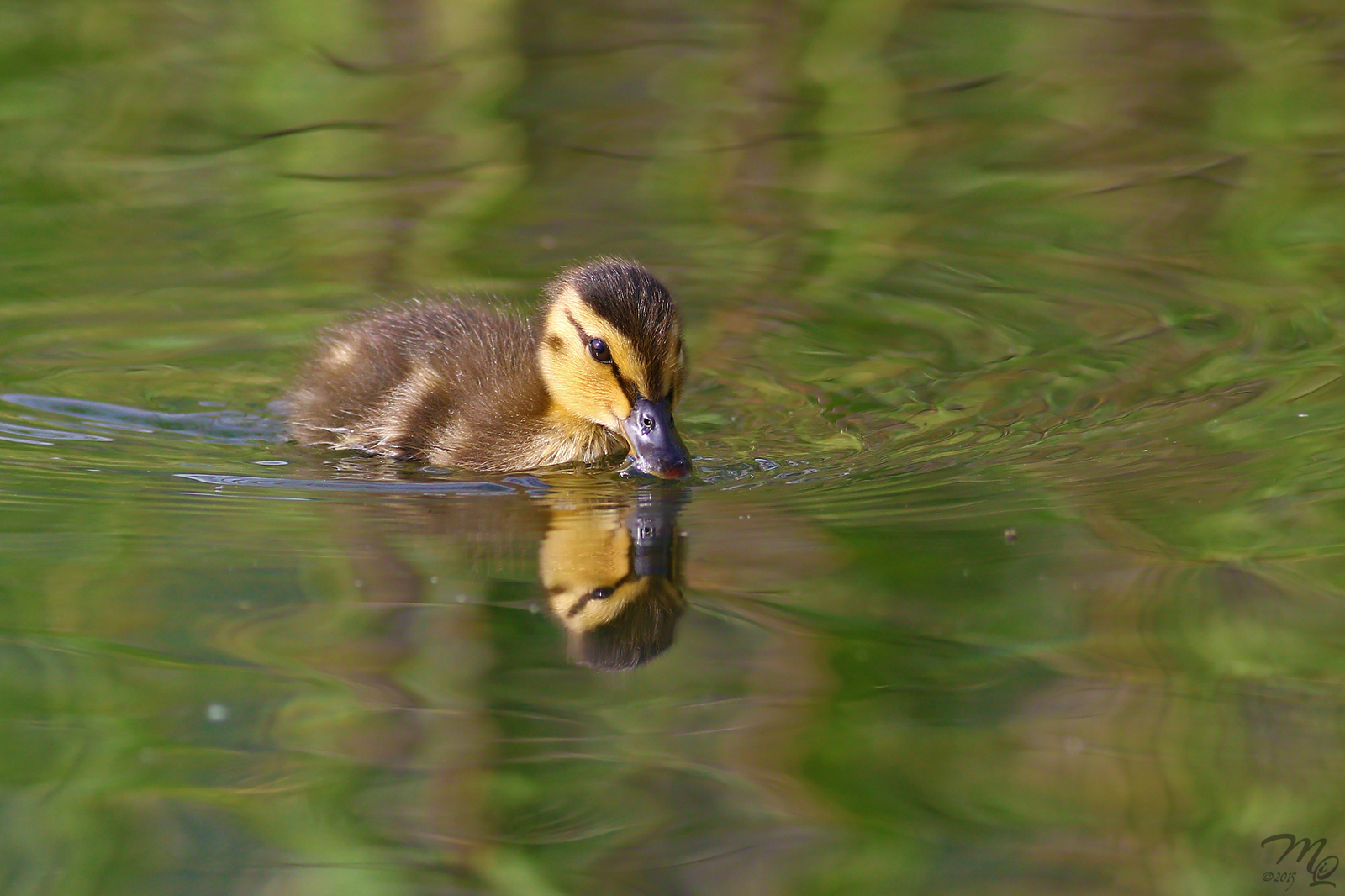 Baby Mallard