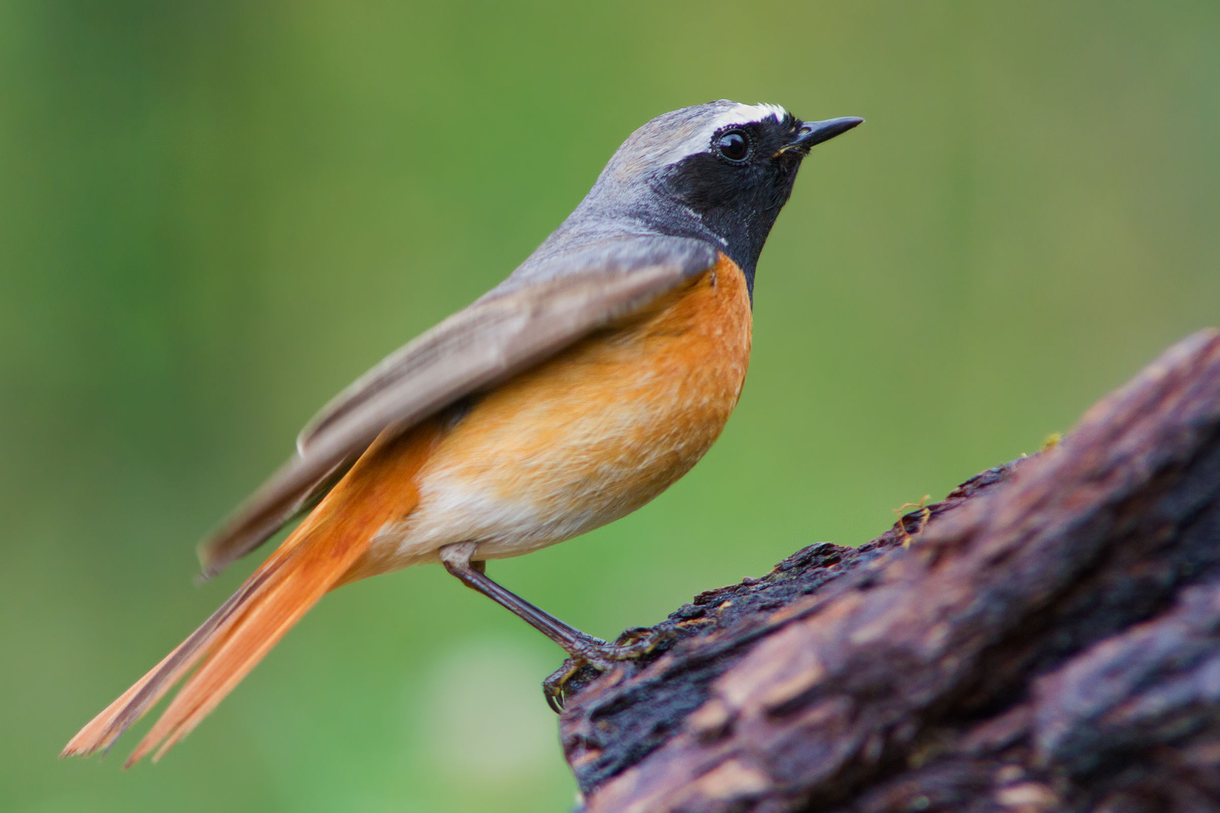 Redstart