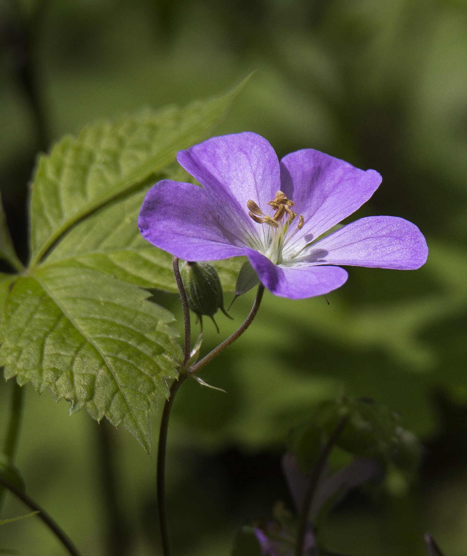 April Showers Bring May Flowers