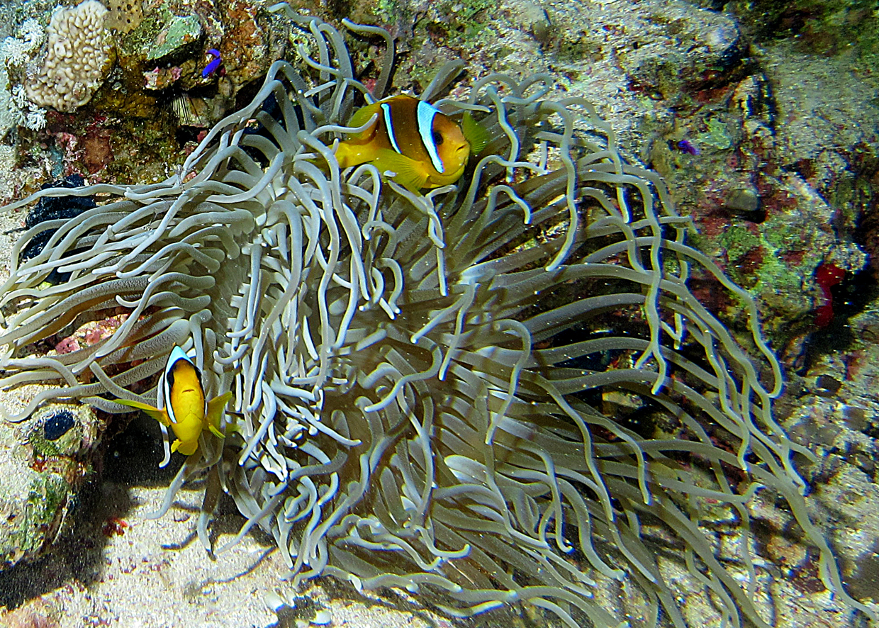 Pagliacci su anemone argentato