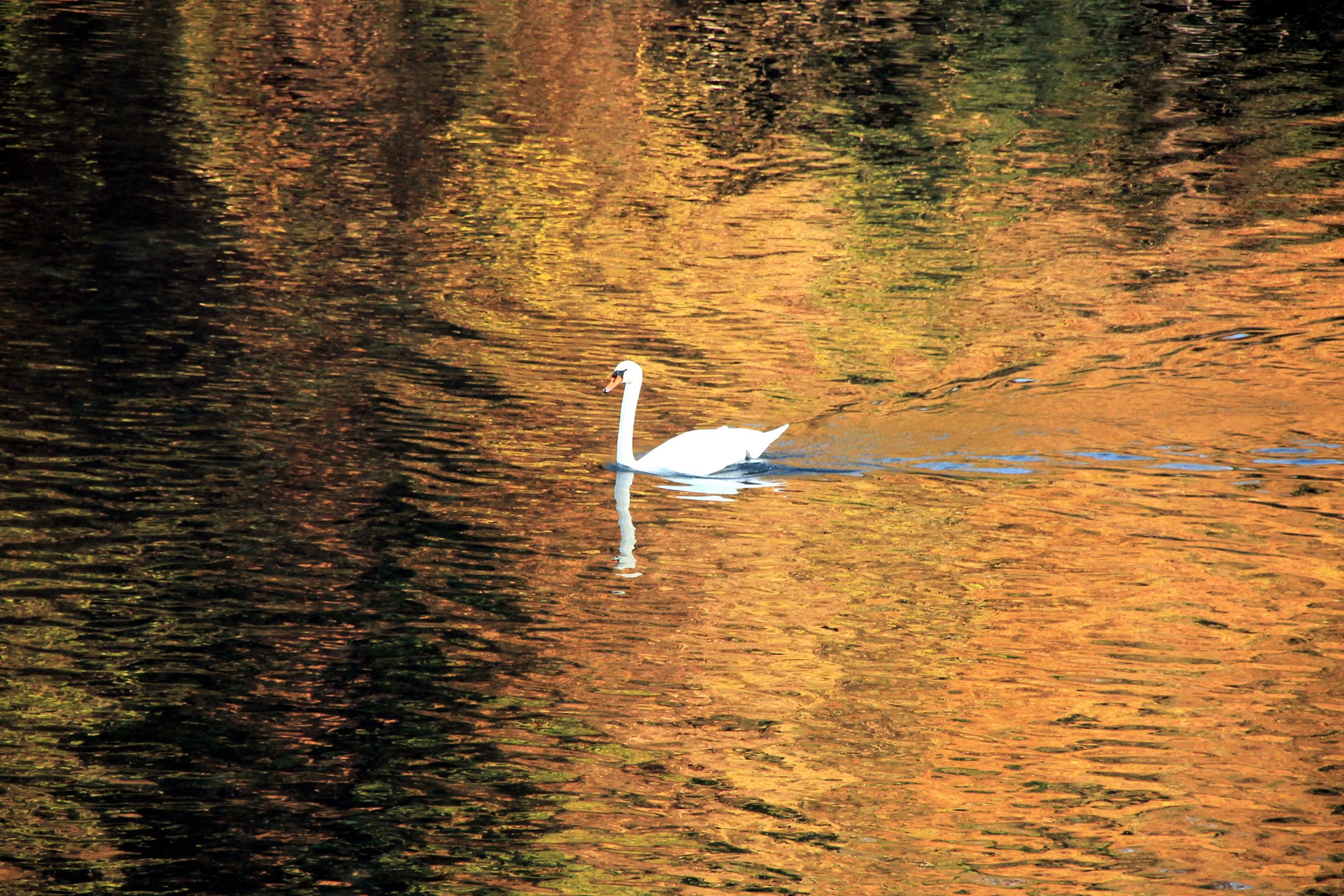 Riflessi al tramonto