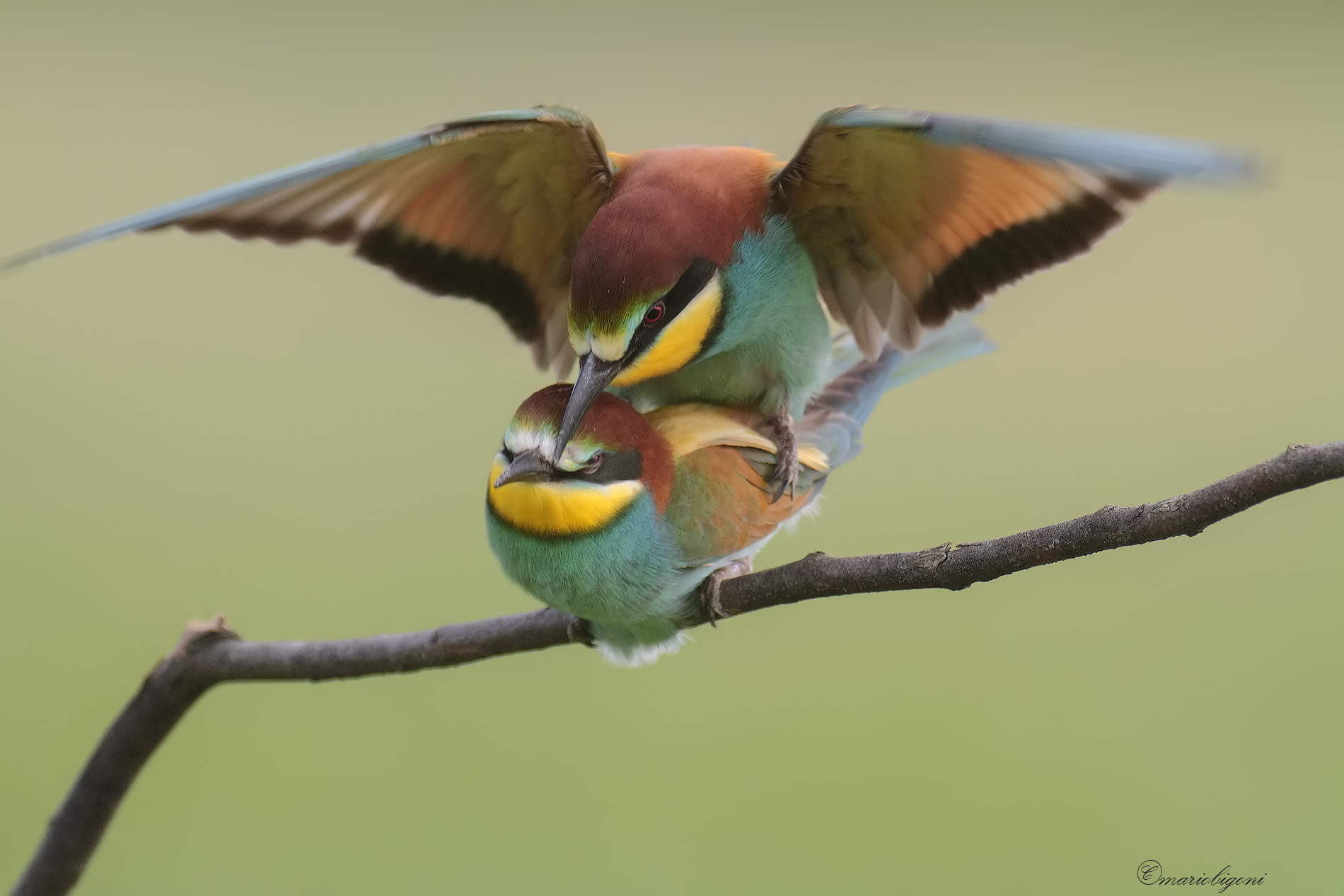 bee-eater