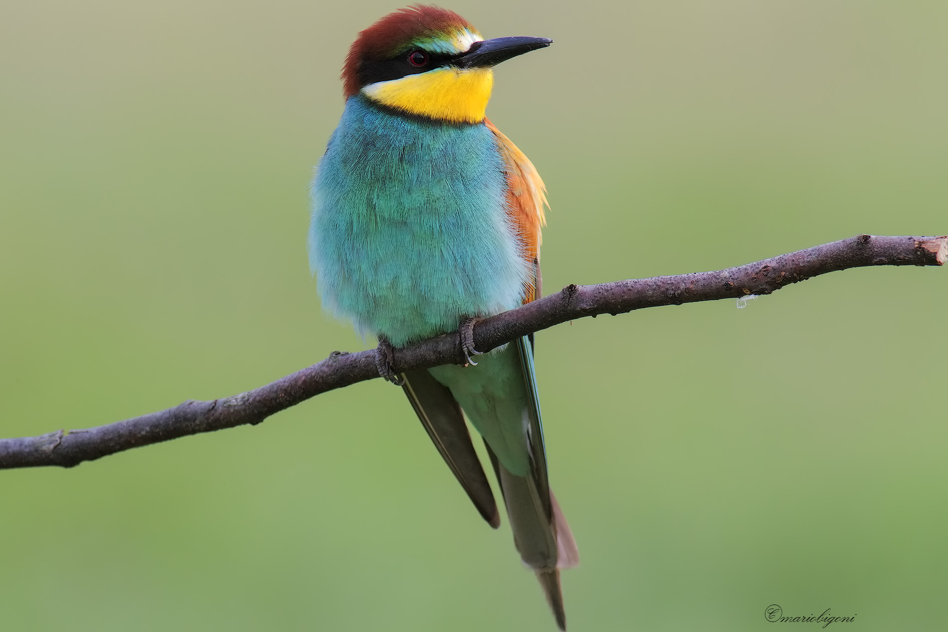bee-eater