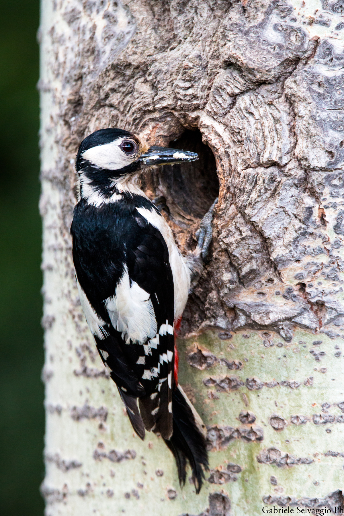 picchio rosso maggiore al nido