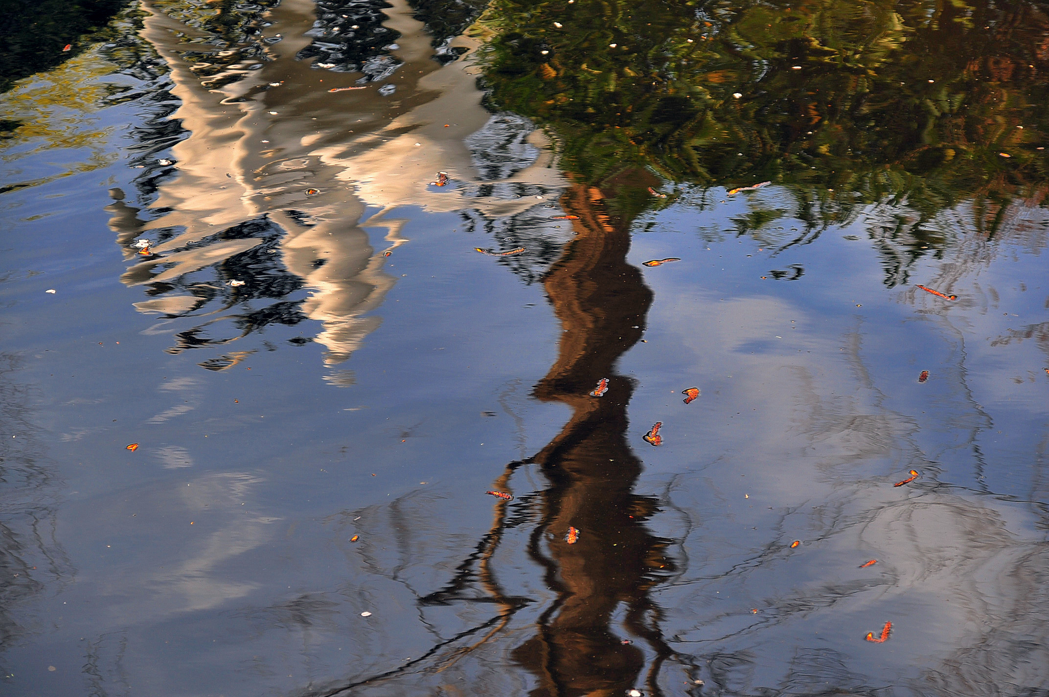 Albero riflesso nell'acqua