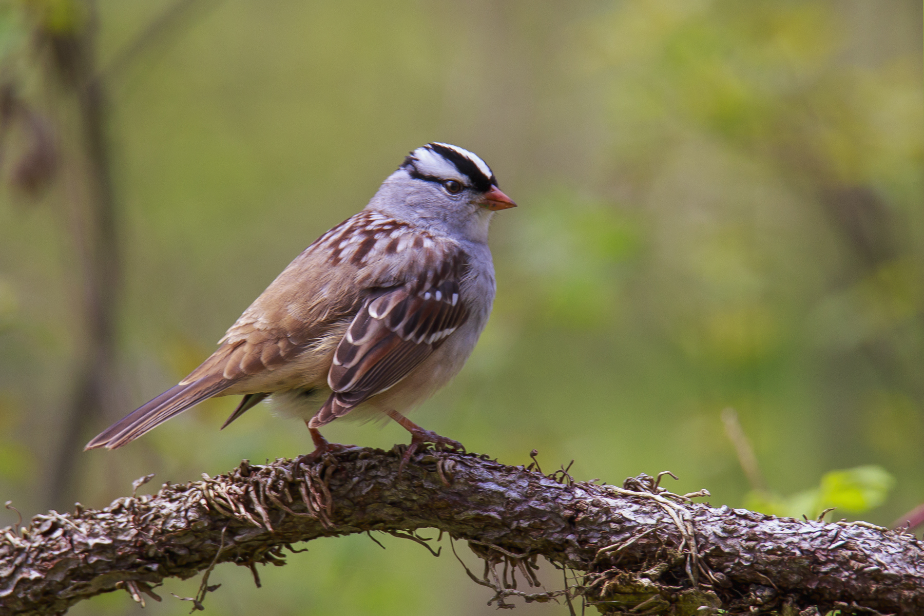 White Crowned Sparrow