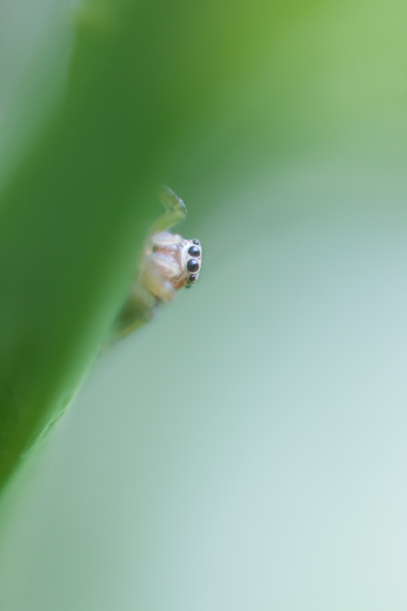 Phileus chrysops_femmina