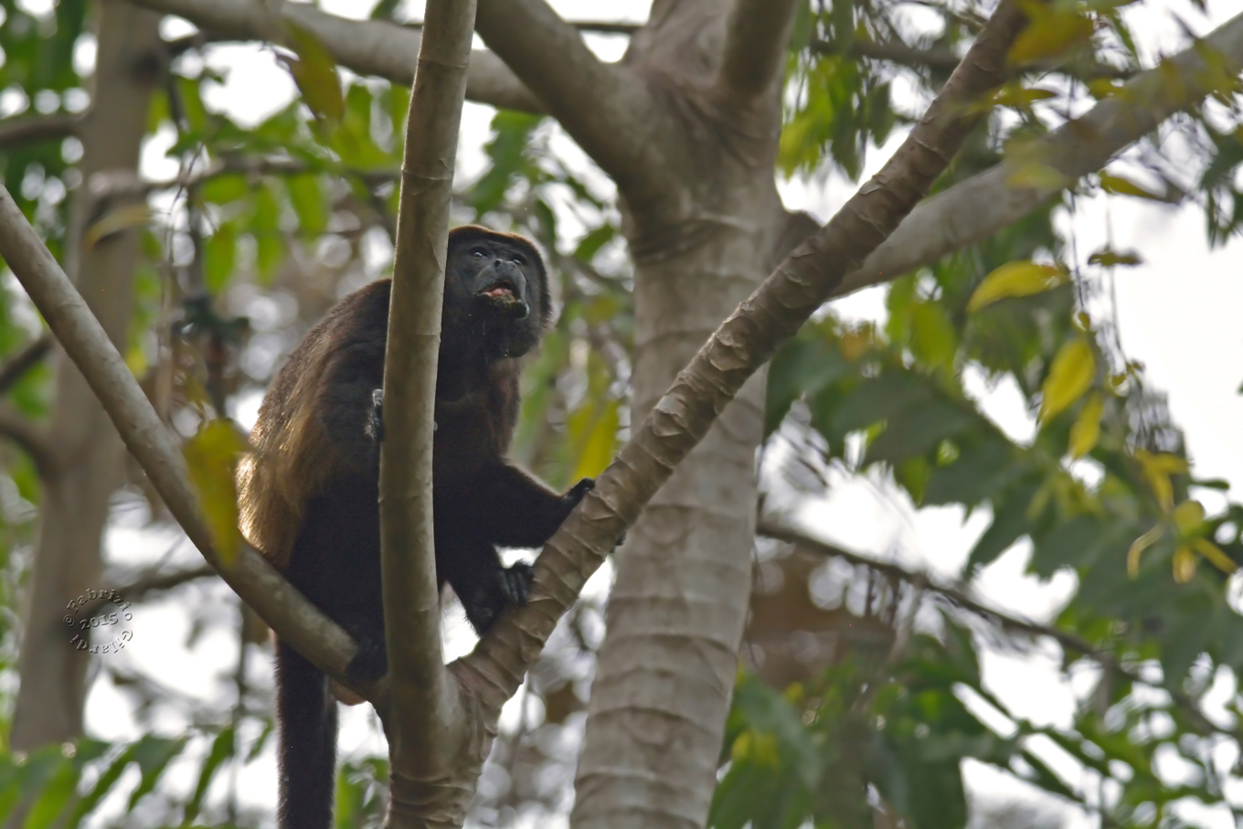 Howler Monkey (Alouatta)