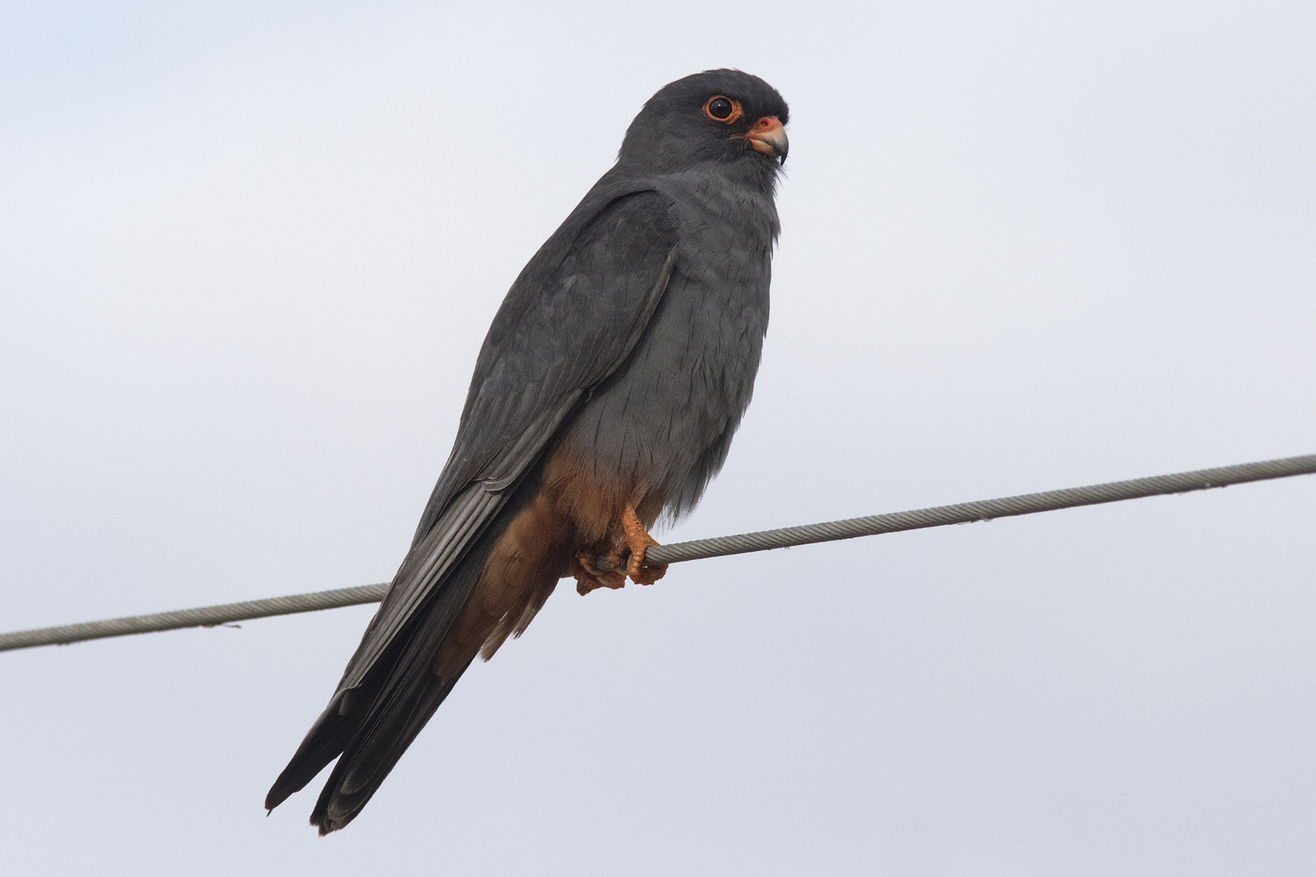 Falco Cuculo maschio